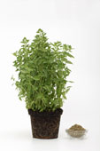 Oregano - Picture of Oregano growing in a pot with a bowl beside of it
