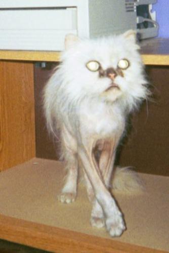 Bawb - - our ugly cat Bawb - - our ugly cat