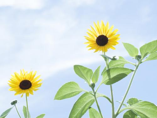 sunflower - It means hope and warm, so I love it.