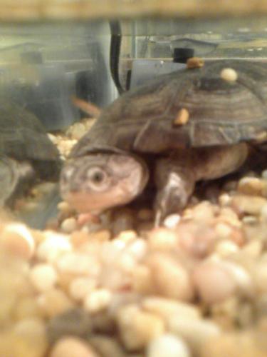 African Sideneck turtle - YAY!! my turtle!!