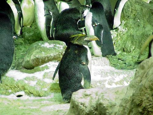 Penguin - a cool looking penguin looking towards the camera