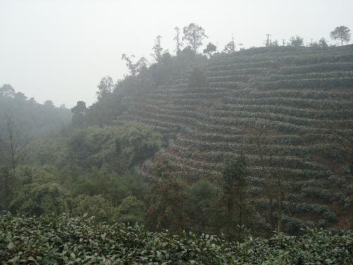 green tea mountain - this is the green tea mountain in my hometown. we took the picture in winter in 2009. what a nice scenery!
