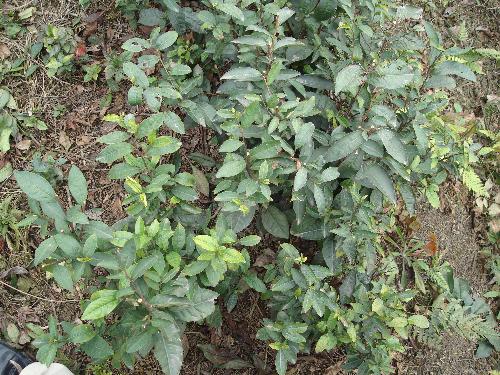 detailed green tea - this is another picture of the green tea. you can take a look at it.