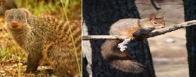 Look alikes....... - Taste alikes too??