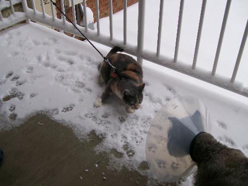 Sunshine & Shady - Snow Storm '09! - My cat & dog, Shady & Sunshine, checking out the snow from our storm on our apartment balcony this morning!