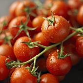 tomatoes - tomatoes on the vine