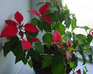 A very confused Poinsettia! - This poor Poinsettia wasn&#039;t properly cared for during the year and remained green during the holidays. Now it thinks it&#039;s close to Christmas, I guess. 