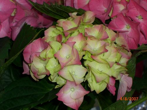 Flowers - Beautiful flowers on a bush in the front yard.