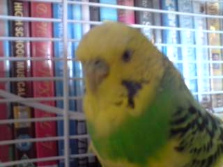 my budgie - this is my lovely little budgie, isn't he pretty