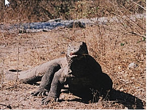KOmodo the dragon - it's capture from the site of http://www.new7wonders.com/nature/en/nominees/asia/c/KomodoNationalParkNationalPark/
and please vote for KOmodo national Park KOmodo the dragon - it's capture from the site of http://www.new7wonders.com/nature/en/nominees/asia/c/KomodoNationalParkNationalPark/
and please vote for KOmodo national Park