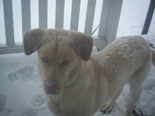 My dog Rocky - Rocky loves the snow!!