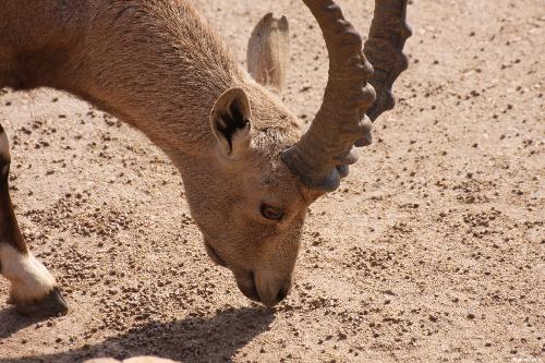 Nubian Ibex - Nubian Ibex looking at the ground