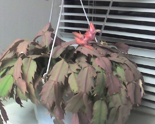 Christmas Cactus - Blooming in March
