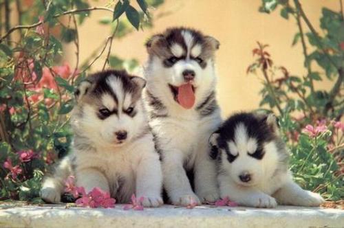 husky pups - 3 husky pups
