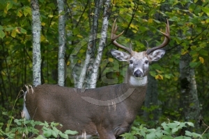 The One That Didn"t Get Away - big whitetail deer