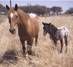 my appaloosa's - A picture of my appaloosa mare and her little filly