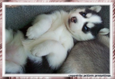 husky - beautiful husky