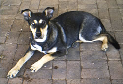 my husky - This is one of my dogs