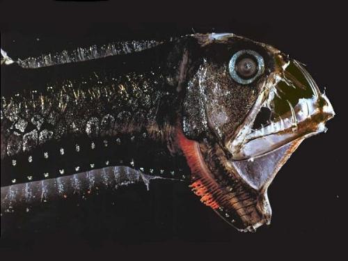 Fish - Weird looking fish