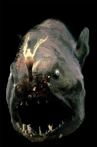 Fish 2 - Another strange looking fish.