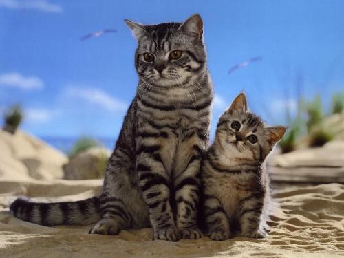 cats - cat lovers here you are