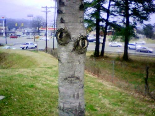 Tree - Creepy Tree