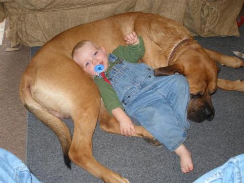 My boys - My two sons. My 1 year old human boy and my 2 year old english mastiff
