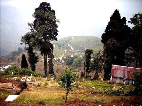 Tea Garden - A beautiful tea garden of Darjeeling