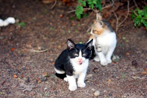 Kittens - Two kittens