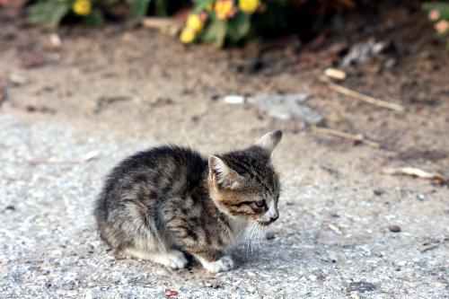 kitten - kitten by its self