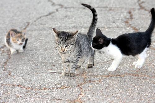 Kittens - Three kittens so cute