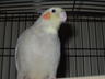 My other son - This is my feathered son sammy. He is 1