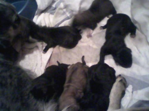 our new puppies - This picture was taken right after the puppies were born.