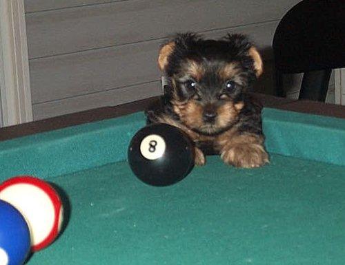 Pool Shark - My favorite puppy picture.