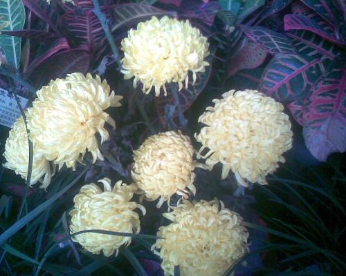 beautiful flowers - chrysanthemum