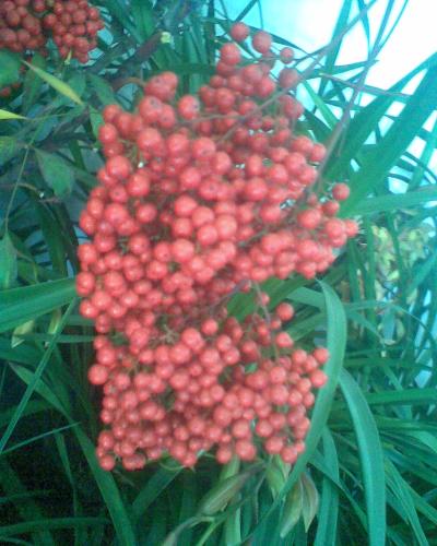 ???? - flower