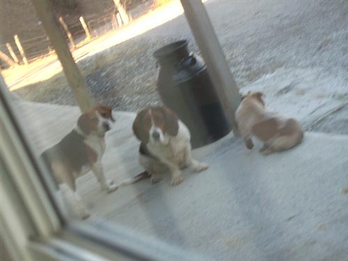 Pets - A Beagl, A Bassit Hound and an Australian Cattle Dog