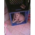 My dog Eeyore - This is a picture of him when we first got him, he was about 2 months old.