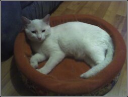 pica..my cat - this is pica my cat that had a uniary problem but getting to the vet immediately..fixed the problem..youpeeeeeee