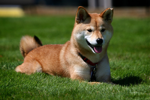 Shiba Inu - This is an adult Shiba Inu.