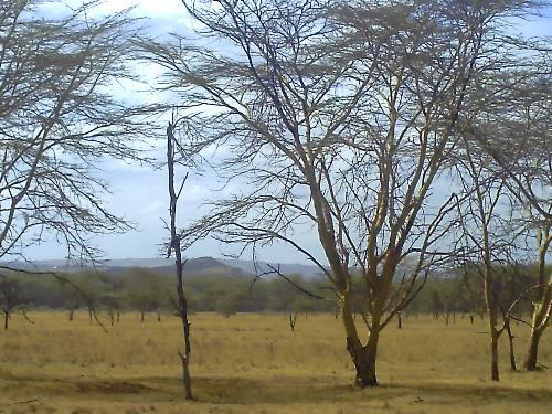 kenya/safari - taken this year in kenya