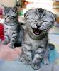 Kittens laughing - The sound of laughter is music to my ears!