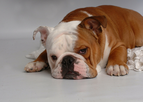 Bully- Isn't he cute! - He is a young English Bulldog. Look, at those wrinkles and that face, makes you want to pick him up and give'em a hug.
