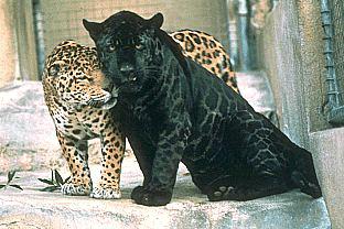 Jaguar & Panther - These are two fierce Big cats.