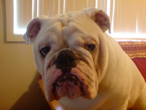 my bulldog - He looks so innocent :)