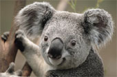 Koala - Close Up of a Koala Bear in a tree