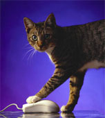 Cat - Cat with Computer Mouse