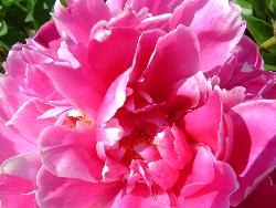 rose - pink rose