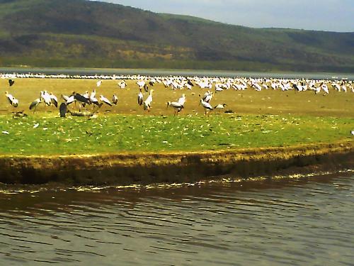 kenya/safari - this was taken january 2009 in kenya/nakuru