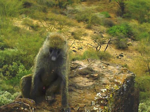 monkey - This was taken in nakuru/rift valley in kenya